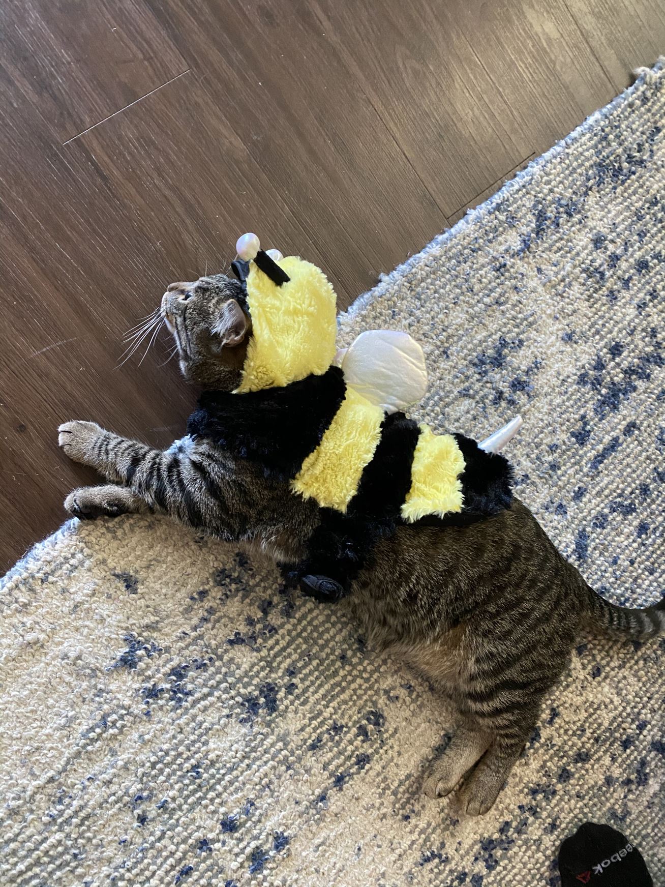 Bumble Bee Kitty