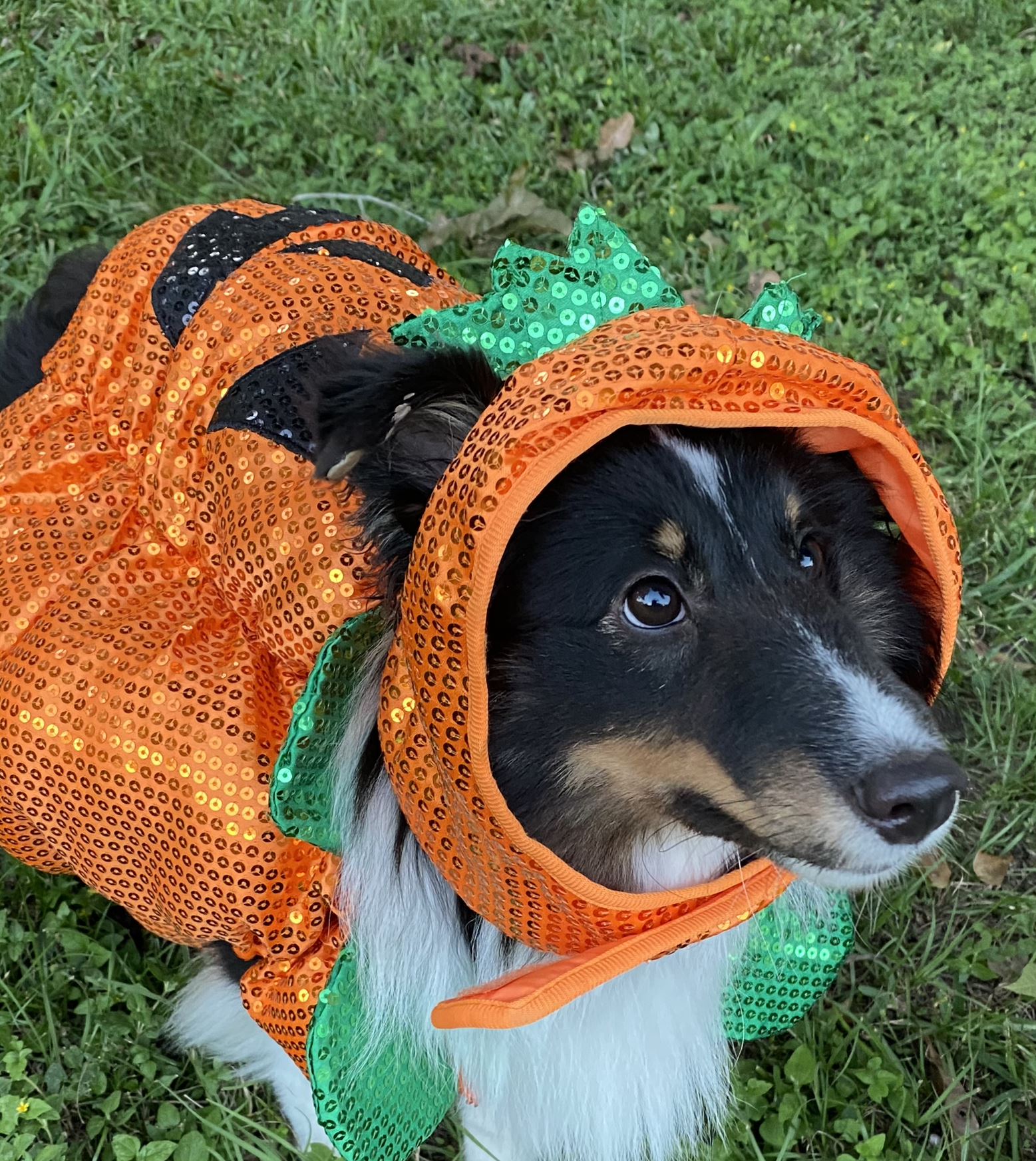 Pumpkin Pup